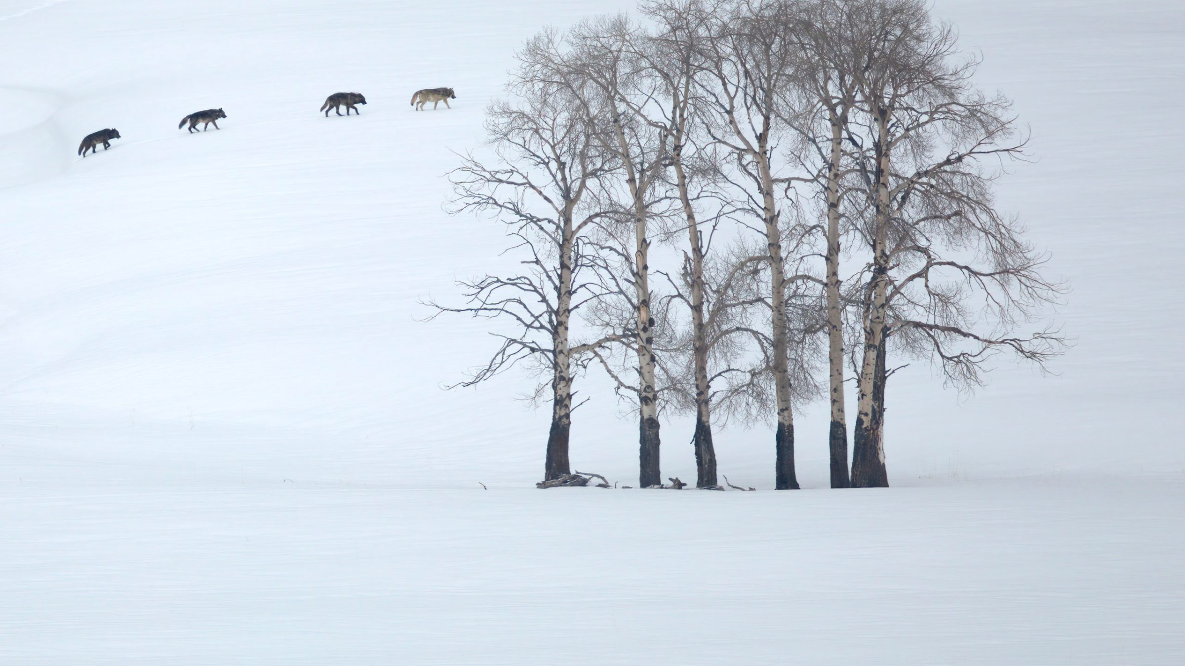 wolves travelling through a snowy Lamar Valley in winter