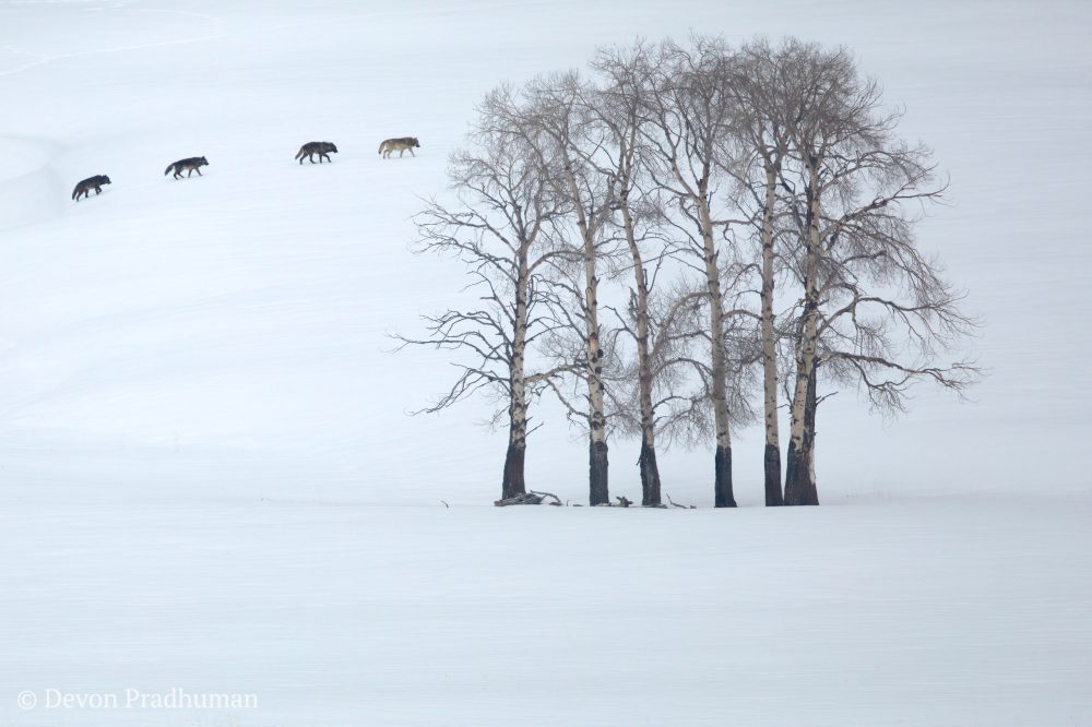 wolves travelling through a snowy Lamar Valley in winter