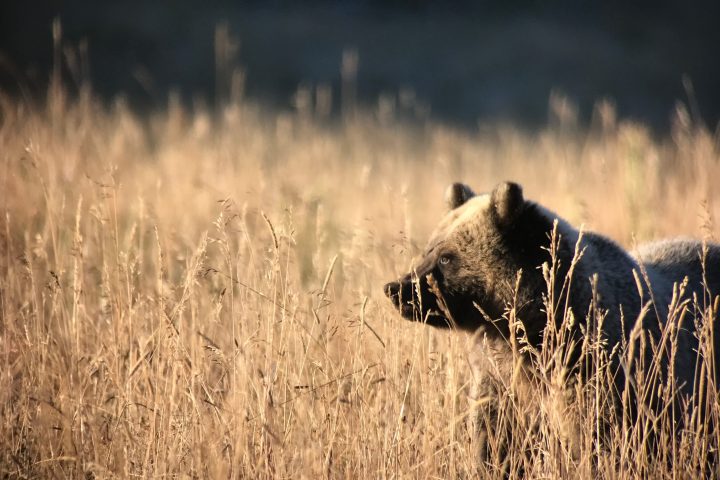 a brown bear standing on top of a dry grass field