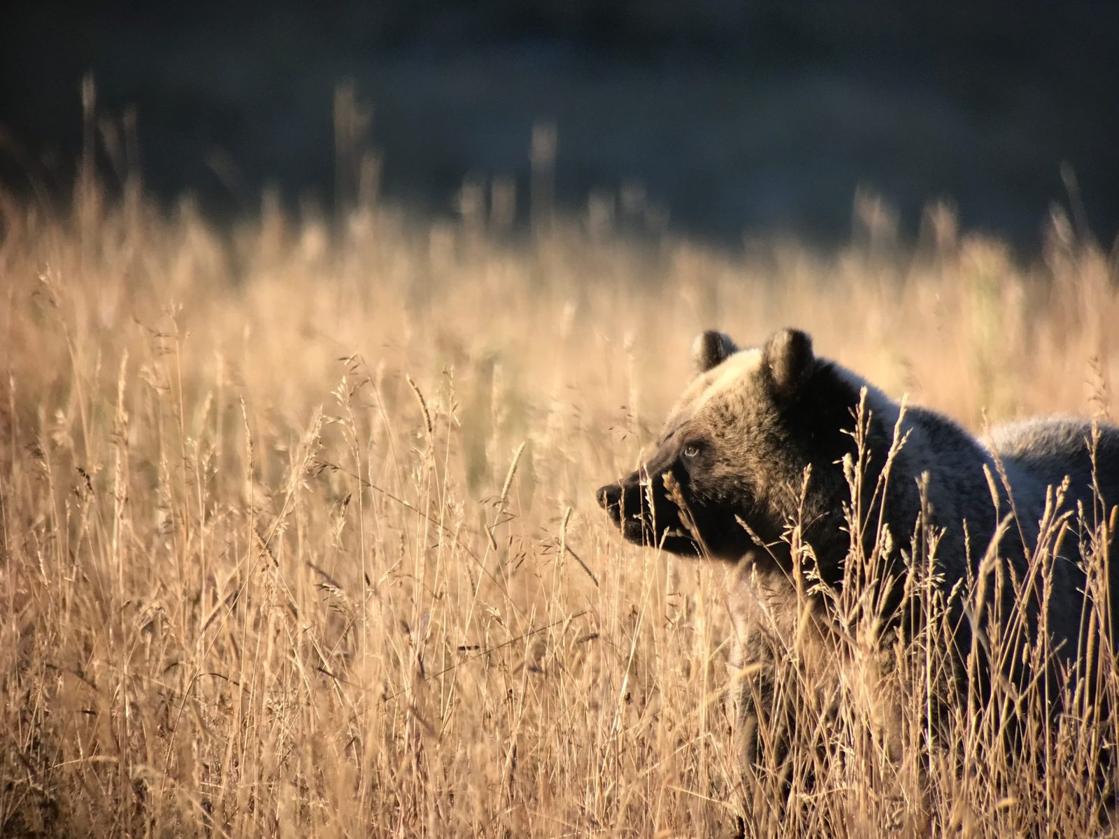 a brown bear standing on top of a dry grass field