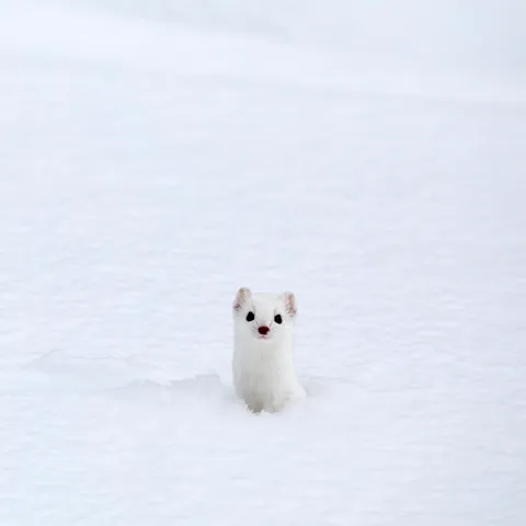 a polar bear in the snow