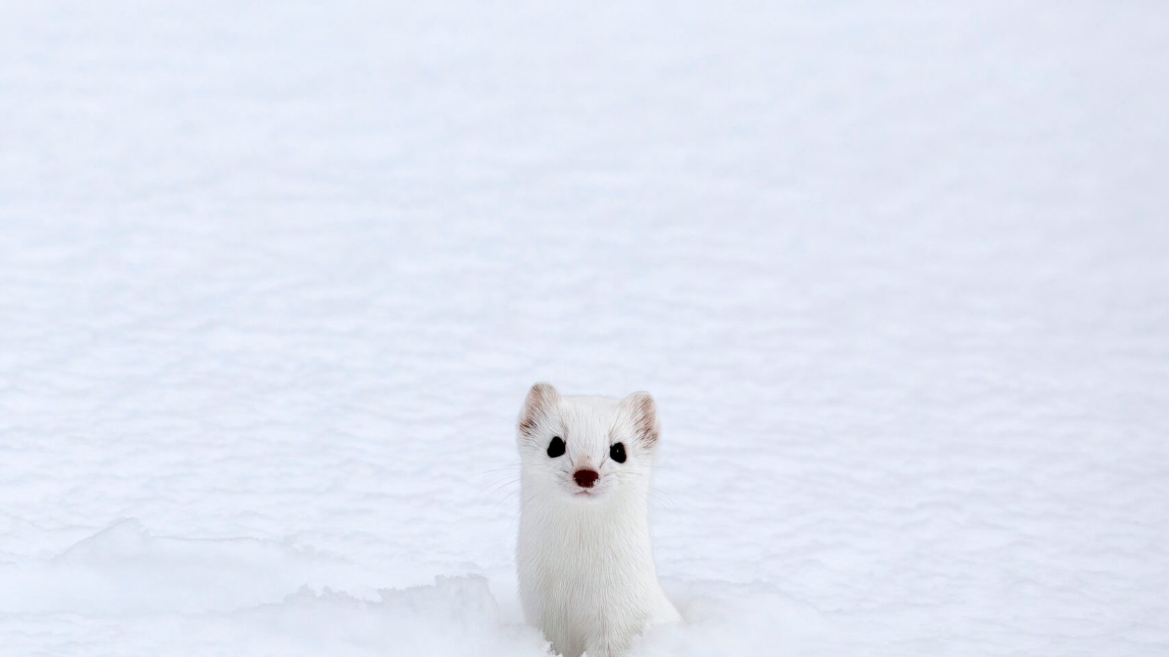 a polar bear in the snow