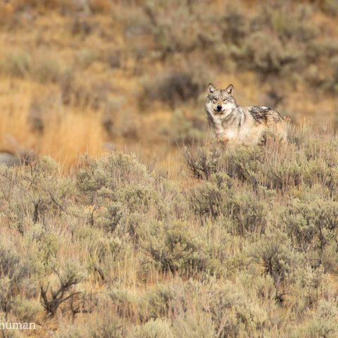 a zebra standing on top of a dry grass field