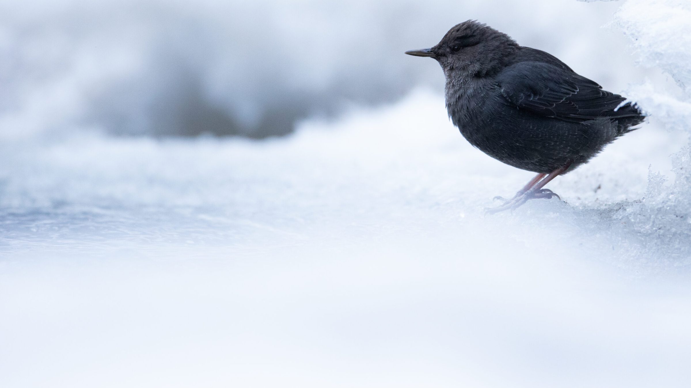 dipper along a frozen creek bank