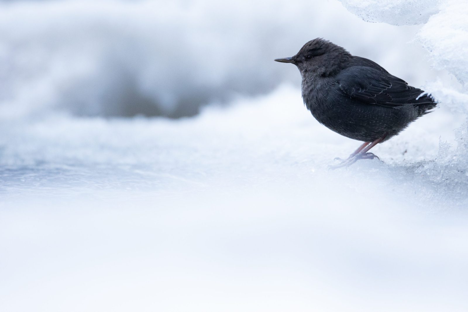 dipper along a frozen creek bank