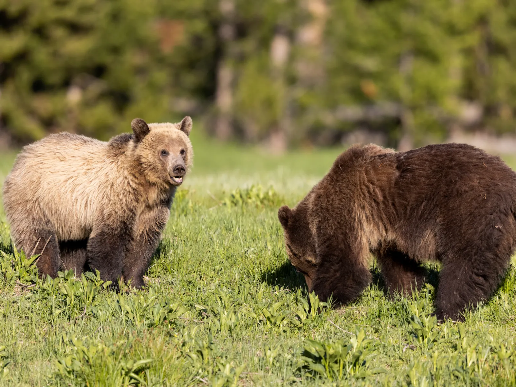 A young female and a male grizzly bear begin a 