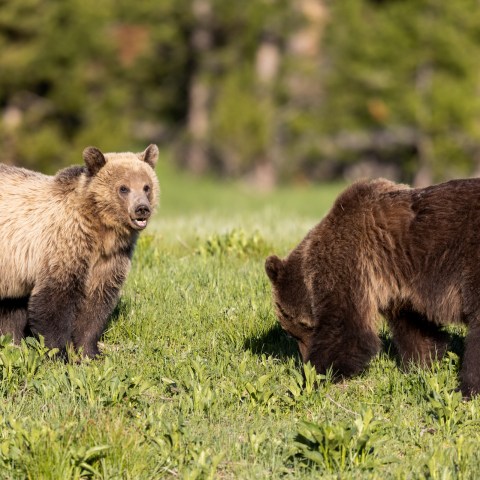 A young female and a male grizzly bear begin a 