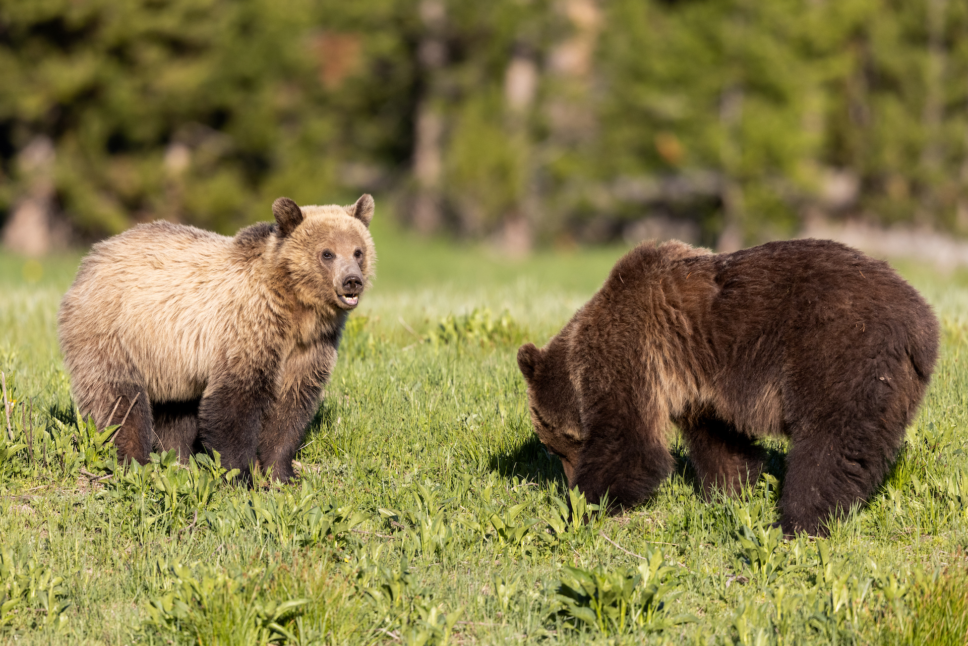 GRIZ 6_11_21-7 A young female and a male grizzly bear begin a