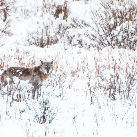 a dog standing on top of a snow covered field
