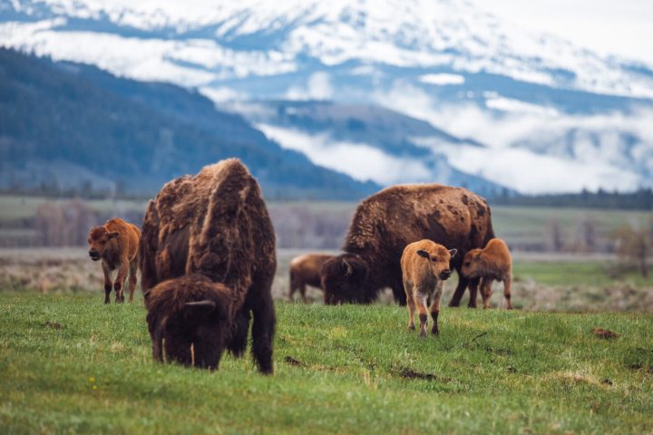a herd of cattle standing on top of a lush green field