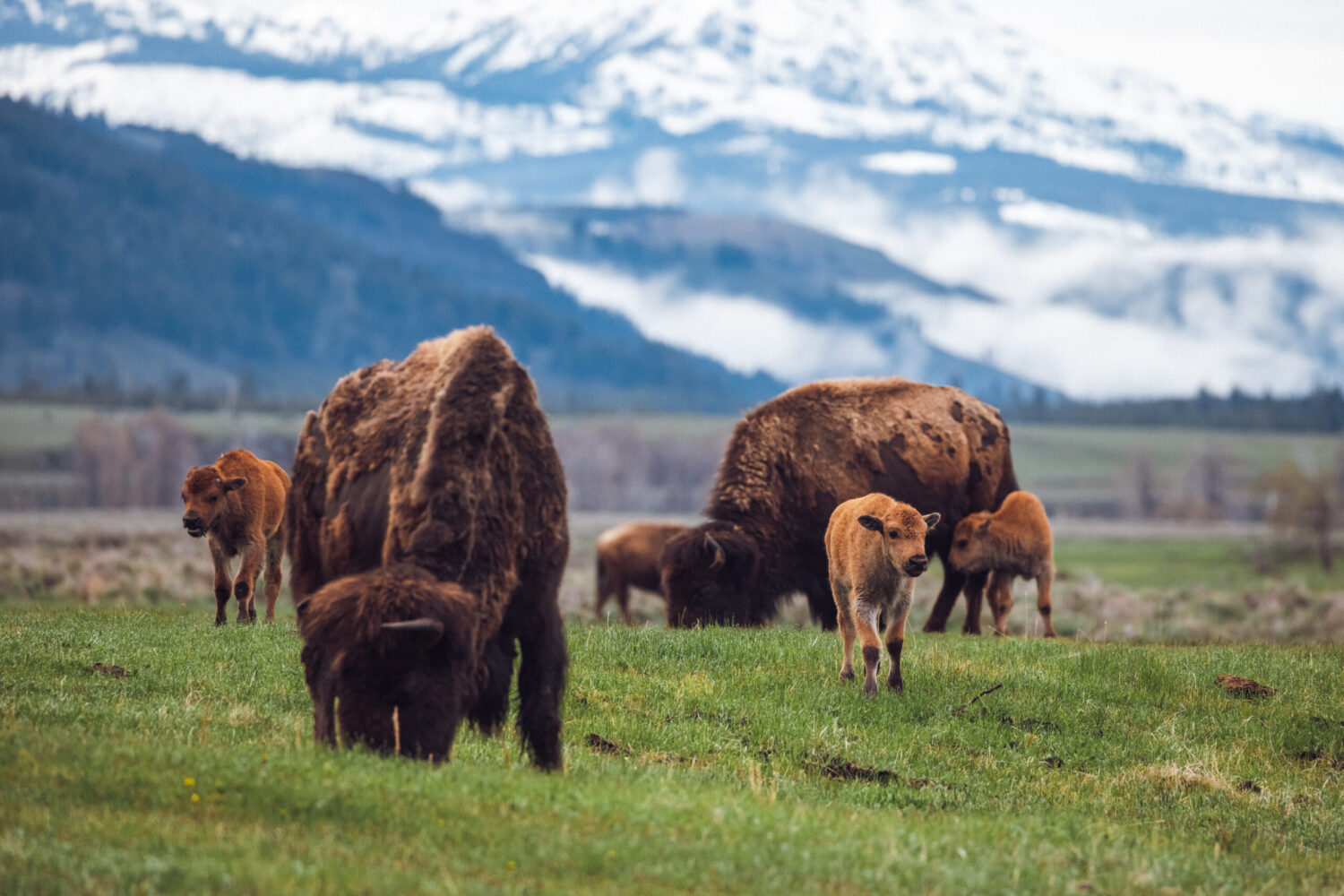 a herd of cattle standing on top of a lush green field