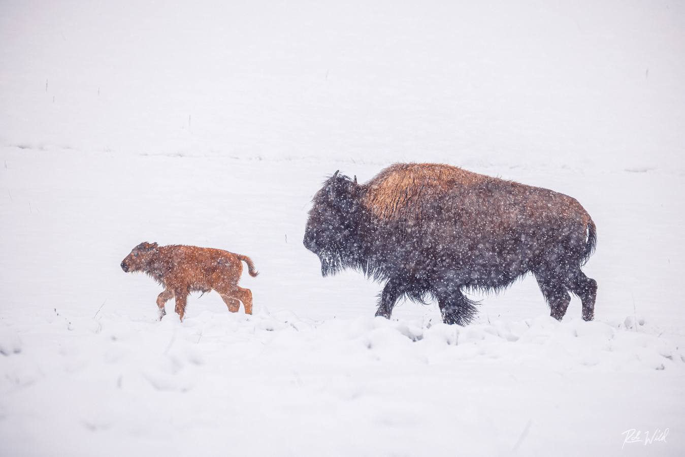 Bison cow & calf facing into a winter storm. Yellowstone National Park in winter