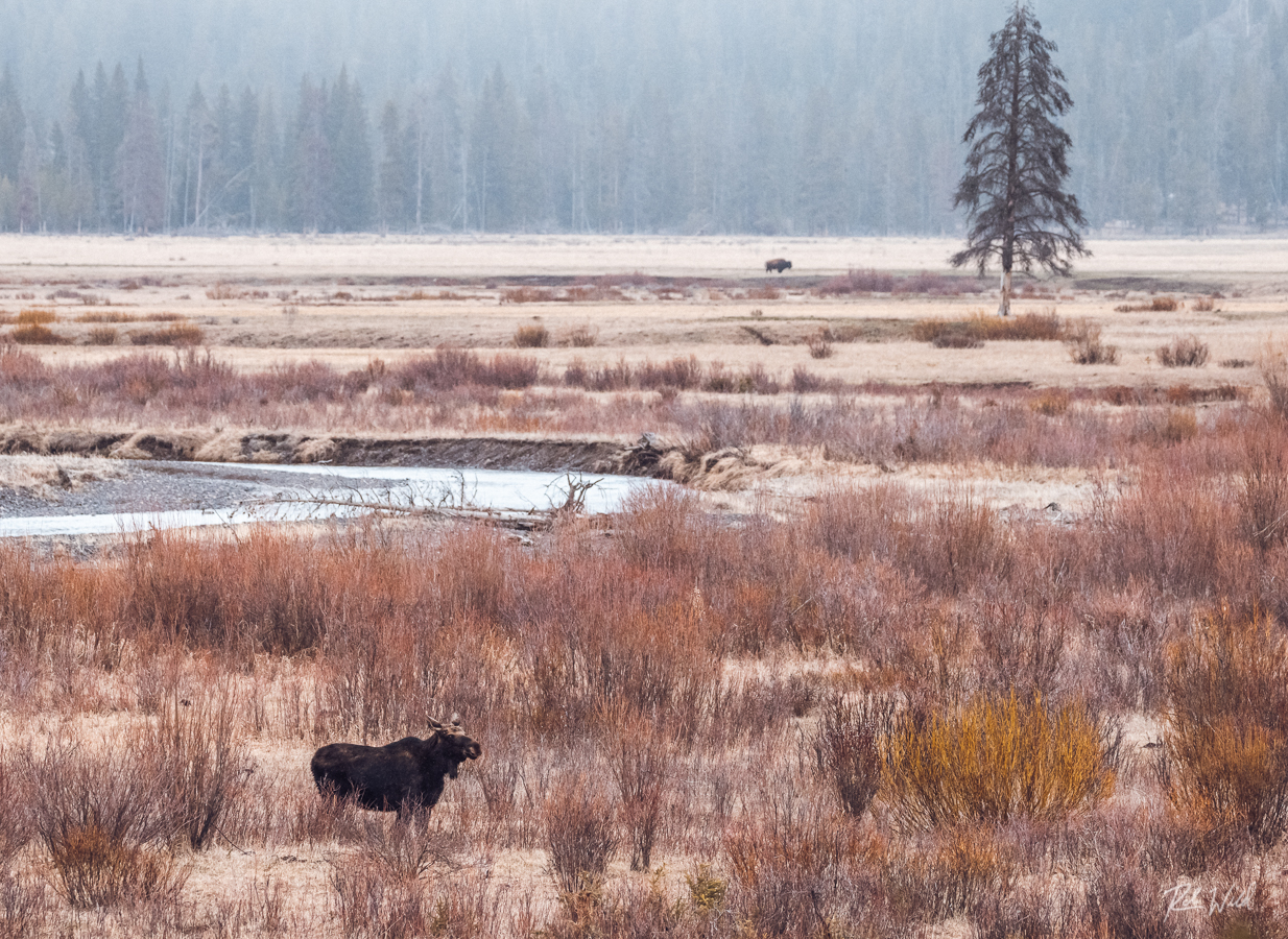 a herd of sheep standing on top of a dry grass field