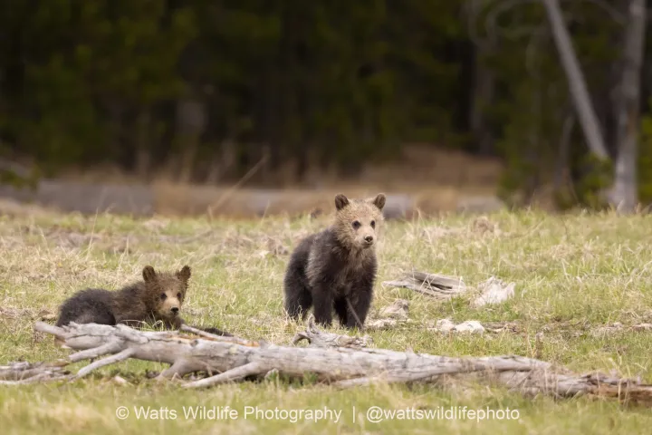 a mother and baby bear sitting on top of a grass covered field