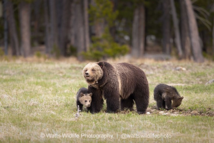 a brown bear walking across a grass covered field