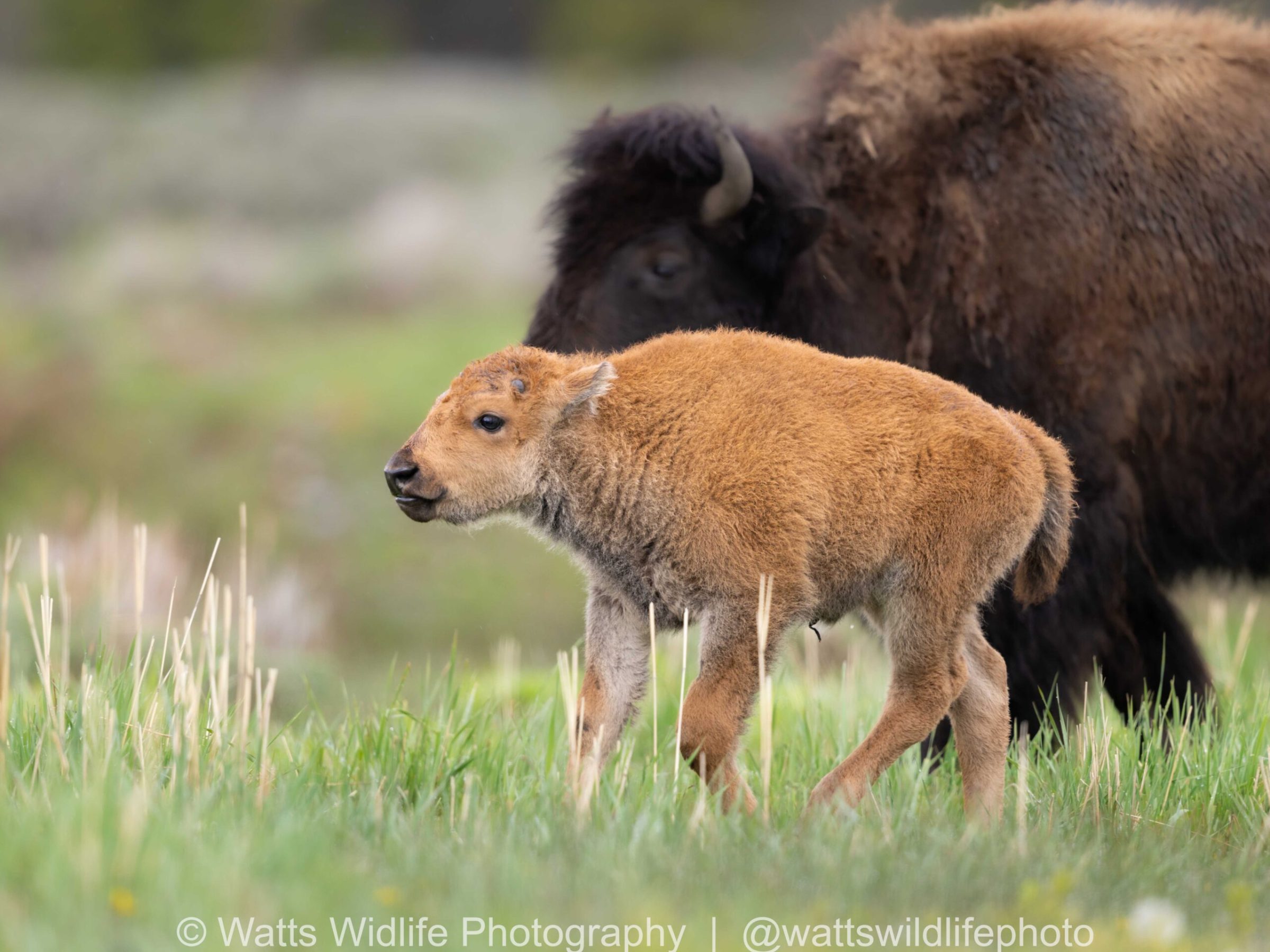 a mother and baby sheep standing on top of a grass covered field