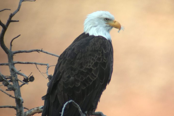 a bird perched on a tree branch