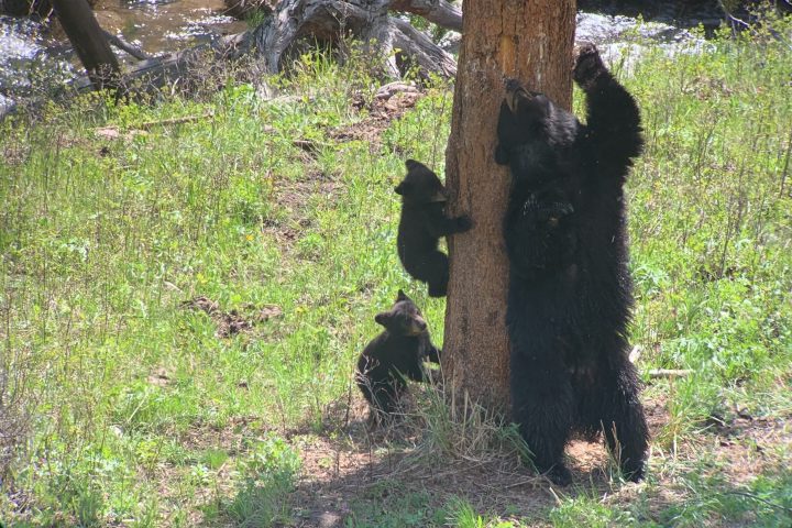 a brown bear walking through a forest