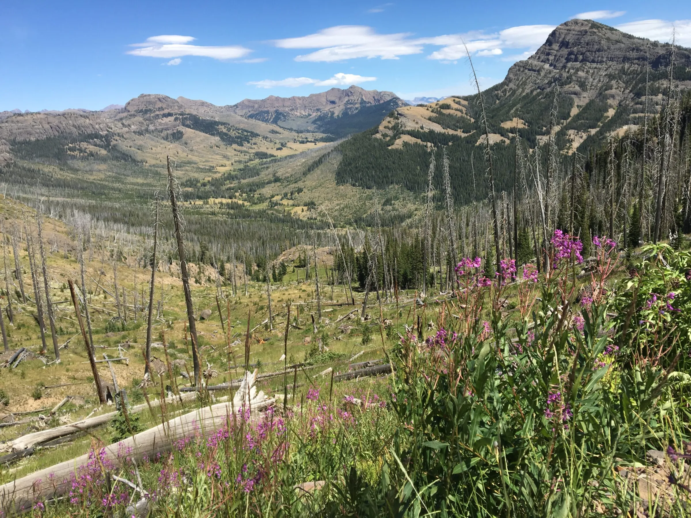 wildflowers in the mountains