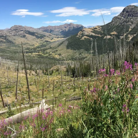 wildflowers in the mountains