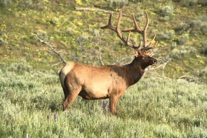 a deer in a grassy field