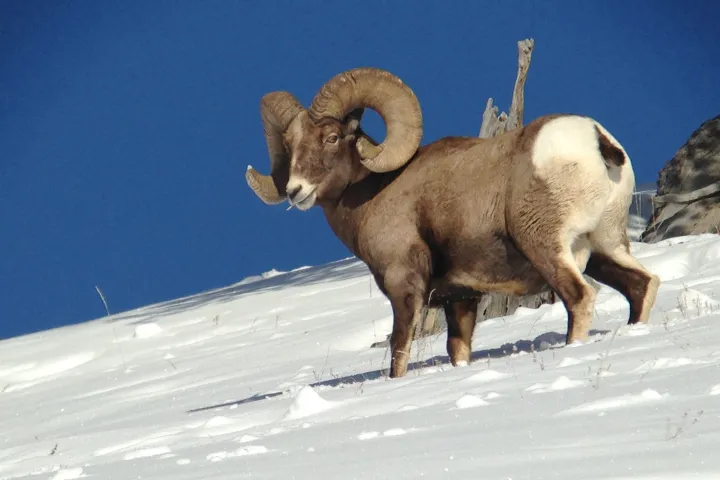 a group of sheep that are standing in the snow