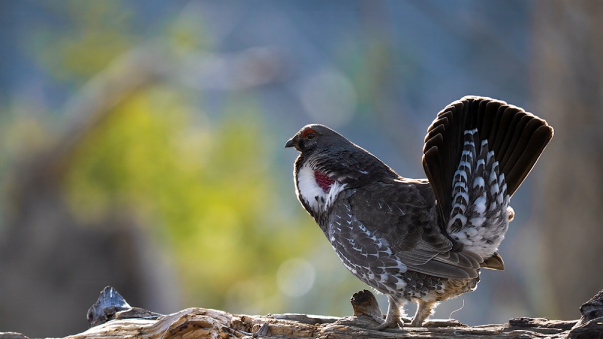 A grouse stands on a log with a flared tail and blurred green background.