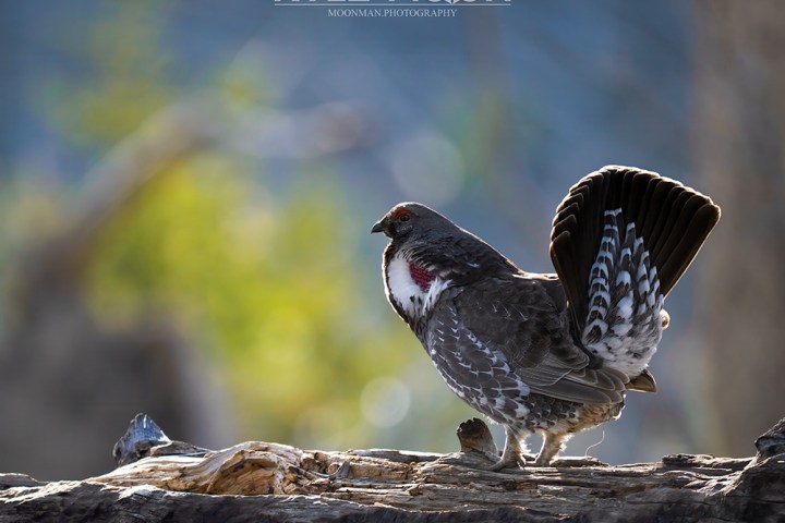 A grouse stands on a log with a flared tail and blurred green background.