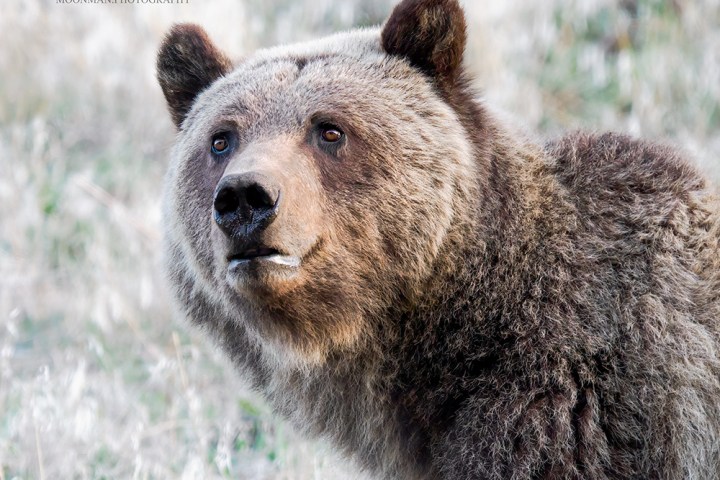 Close-up of a brown bear in a grassy area looking alert.