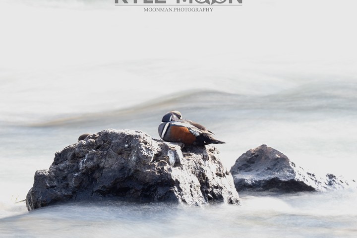 Bird resting on a rock in the middle of a calm, misty body of water.