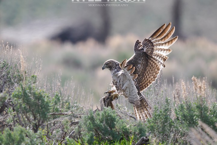 Hawk landing on a branch with wings partially spread in a grassy area.