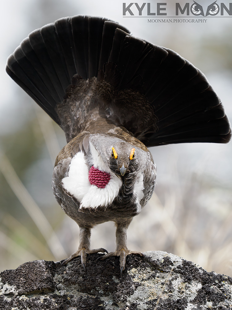Ruffed grouse displaying fan-like tail on a rock, showing vibrant markings.