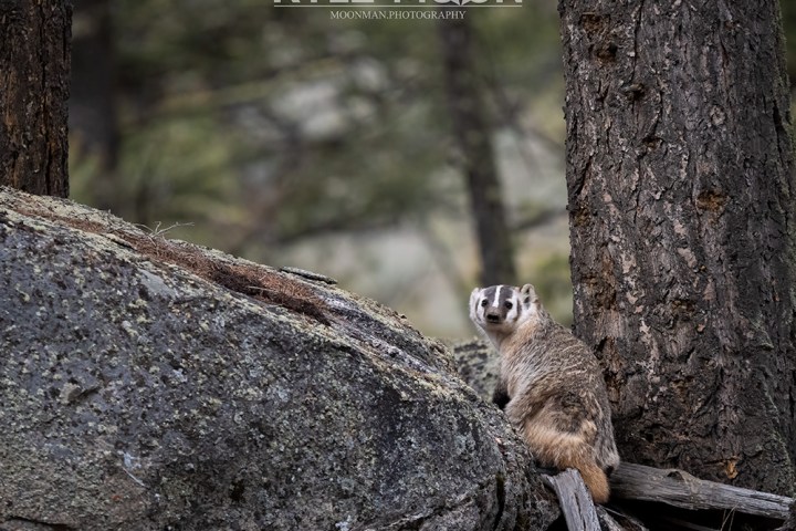 Badger perched on rocks by trees, facing the camera.