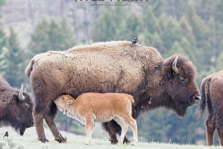 A bison calf nurses from an adult bison with a bird perched on its back.