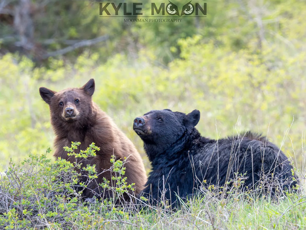 Two bears, one brown and one black, sitting in a grassy area with trees in the background.