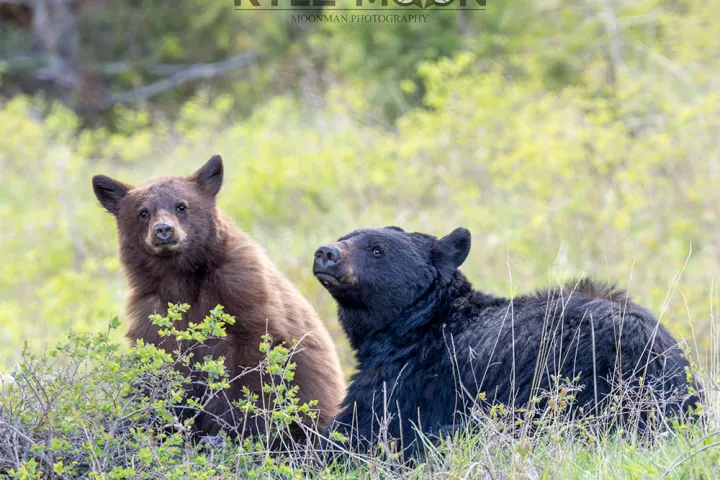 Two bears, one brown and one black, sitting in a grassy area with trees in the background.