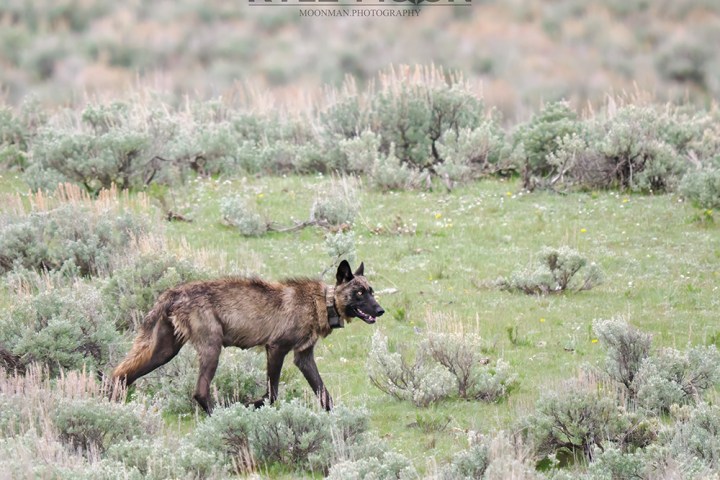 A wolf walking through grass and shrubs in a field.