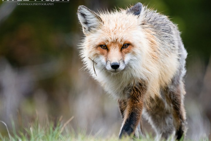 Close-up of a red fox walking towards the camera in a natural setting.