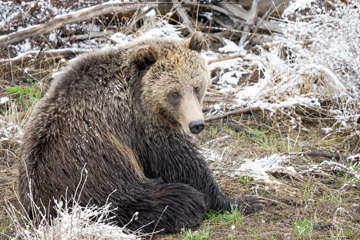 A grizzly bear sits on snowy ground surrounded by dry branches.