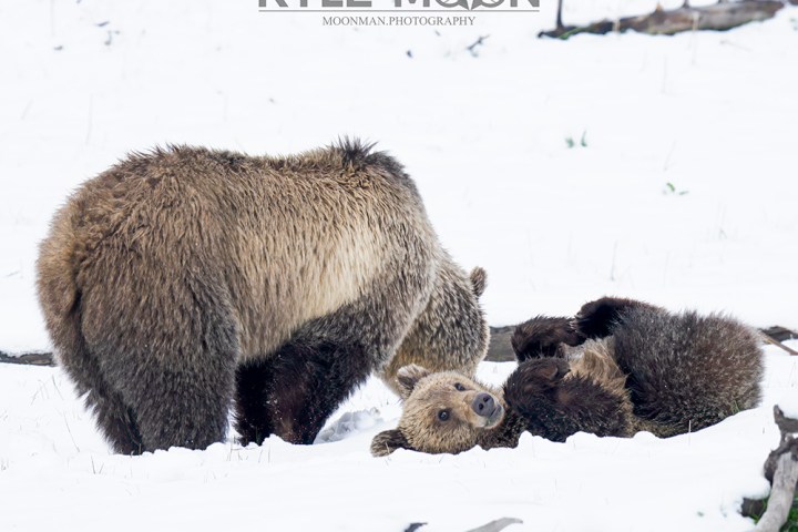 Two bear cubs playing in snow, with an adult bear nearby.