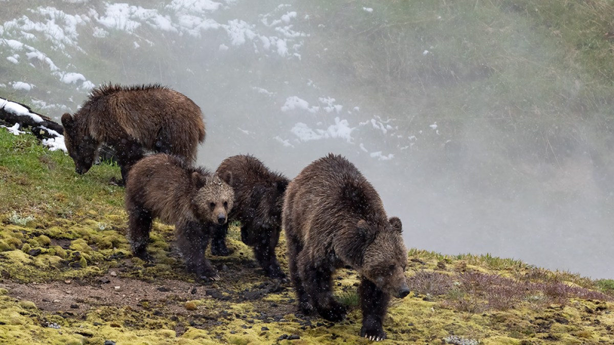 Four brown bears walking on a grassy hill with patches of snow.