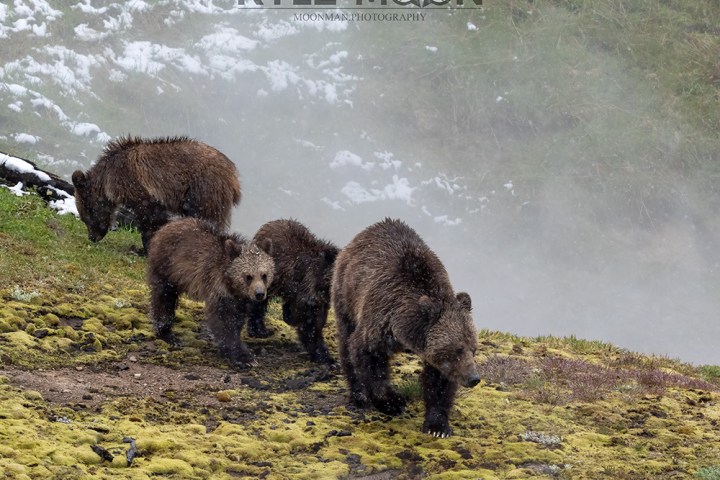 Four brown bears walking on a grassy hill with patches of snow.