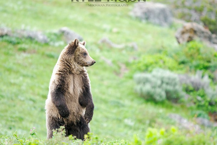 Bear standing upright in a grassy field, looking to the left.