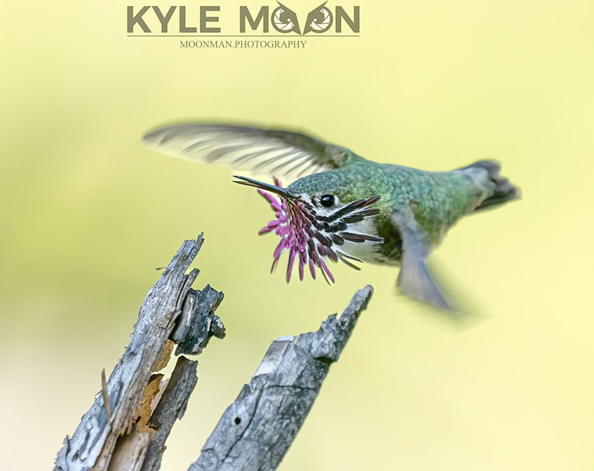 Hummingbird with purple flower near its beak, hovering above a dried tree branch.
