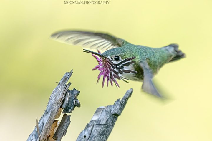 Hummingbird with purple flower near its beak, hovering above a dried tree branch.