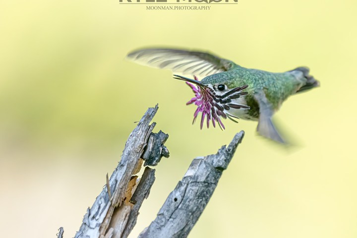 Hummingbird with purple flower near its beak, hovering above a dried tree branch.