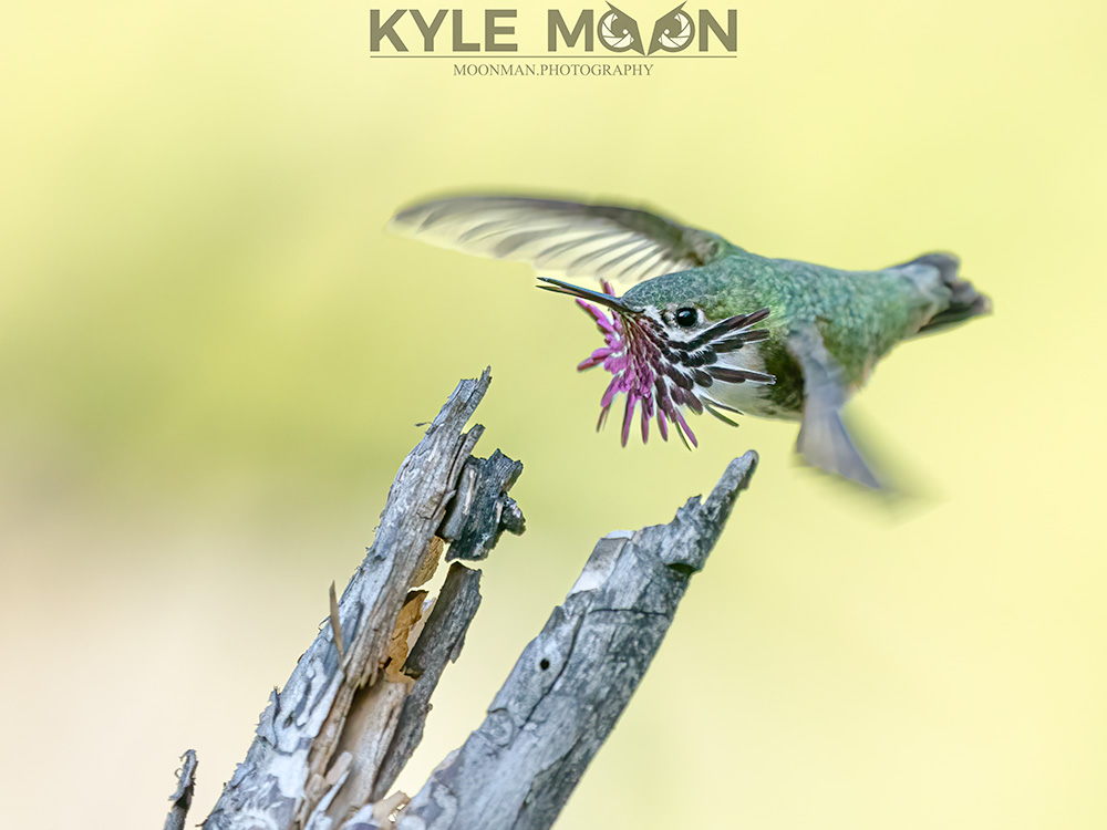 KM – hummingbird portrait Hummingbird with purple flower near its beak, hovering above a dried tree branch.