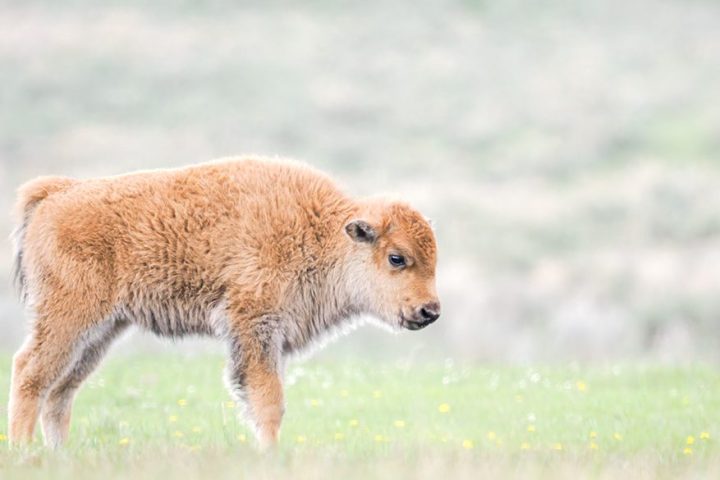 Young bison standing on grass in a field with blurred background.