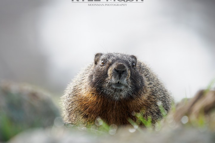 Close-up of a groundhog with blurred background and grass in foreground.