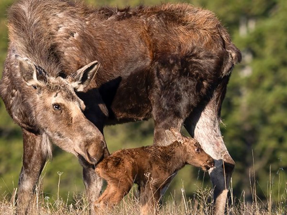 A moose and its calf standing in a grassy field with trees in the background.